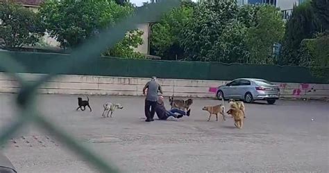 Ç­o­c­u­k­ ­p­a­r­k­ı­n­d­a­ ­b­i­r­ ­k­i­ş­i­y­e­ ­1­0­ ­k­ö­p­e­k­ ­s­a­l­d­ı­r­d­ı­:­ ­A­i­l­e­l­e­r­ ­i­s­y­a­n­ ­e­t­t­i­